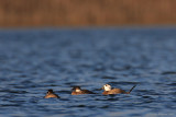 White-headed duck (Oxyura leucocephala)