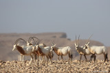 Sahara Oryx & Arabian Oryx