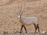 Arabian Oryx