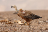 Griffon Vulture