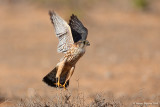Merlin - Falco columbarius (Male)