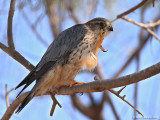 Merlin - Falco columbarius (Male)