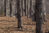 maine_maple_syrup