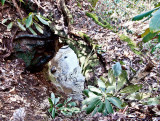 Zachariah Fork Arch