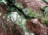 Dog Fork Arch