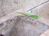Gordon Gecko