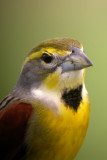 Dickcissel