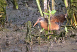 Virginia Rail