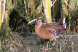 Virginia Rail