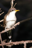 Yellow-Billed Cuckoo