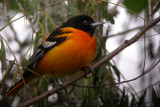 Baltimore Oriole