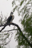 White-Tailed Kite