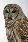 Barred Owl