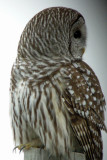 Barred Owl