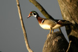 Wood Duck