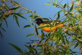 Baltimore Oriole