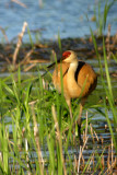 Sandhill Crane