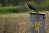 Sharp-shinned Hawk