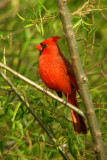 Northern Cardinal