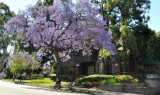 Jacaranda in Bloom