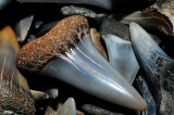 Miocene period sharks teeth from Calvert Cliffs, Maryland