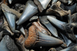 Miocene period sharks teeth from Calvert Cliffs, Maryland