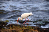 White Ibis, Indian River, Melbourne, Florida