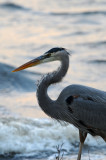 Blue Heron, Indian River, Melbourne, Florida