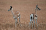 Grants gazelles babies
