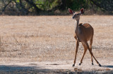 G. Kudu