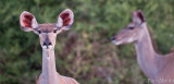 kudus