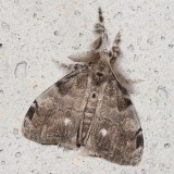 Hodges#8316 * White-marked Tussock Moth * Orgyia leucostigma