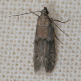Hodges#6007 * American Wax Moth * Vitula edmandsii