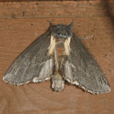 Hodges#7924 * Elegant prominent * Odontosia elegans