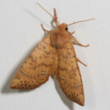 Hodges#9961 - Dotted Sallow Moth * Anathix ralla