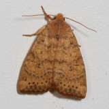 Hodges#9961 * Dotted Sallow Moth * Anathix ralla