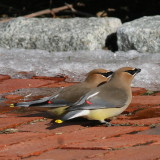 Cedar Waxwing