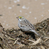 Savannah Ipswich Sparrow