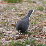 Dark-eyed Junco ♂