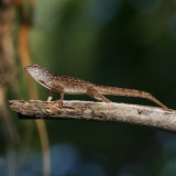 Brown Anole ♂