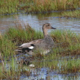 Gadwall ♂