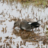 Gadwall ♂