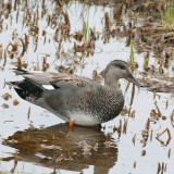 Gadwall ♂