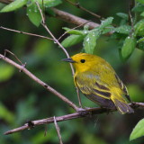 Yellow Warbler ♀