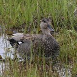 Gadwall ♂