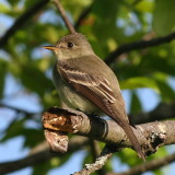 Willow or Alder Flycatcher