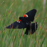 Red-winged Blackbird ♂