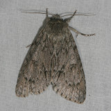 Hodges#9200 * American Dagger Moth * Acronicta americana