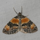 Geometroidea Moths : 6256-7648