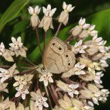 Little Wood Satyr